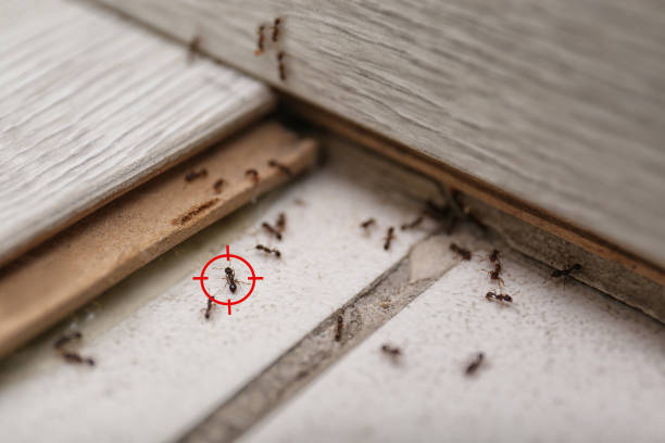 Best Emergency Pest Control  in Wakefield, MI