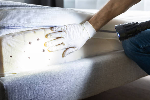 Best Termite Control Services  in Wakefield, MI